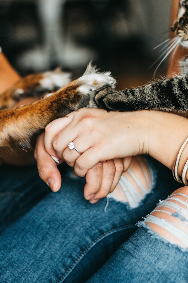 Building Bonds and Trusting Relationships with Your Pets.